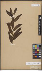 Foto von Salix bonplandiana Kunth